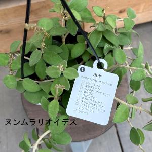 観葉植物 品種選べます:ホヤ 吊り鉢*4号の詳細画像3