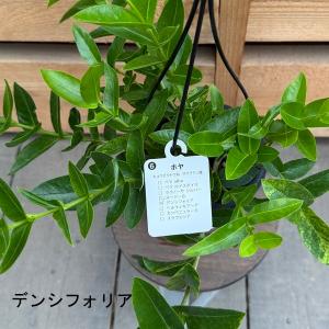 観葉植物 品種選べます:ホヤ 吊り鉢*4号の詳細画像4