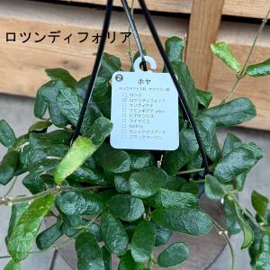 観葉植物 品種選べます:ホヤ 吊り鉢*4号の詳細画像5