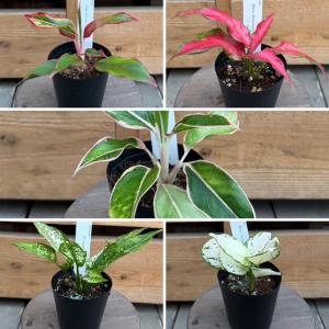 観葉植物：品種選べる アグラオネマ *3号 Aglaonema