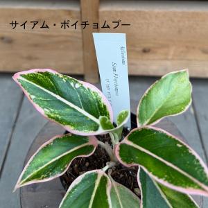 観葉植物:品種選べる アグラオネマ *3号 A...の詳細画像1