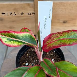 観葉植物:品種選べる アグラオネマ *3号 A...の詳細画像2