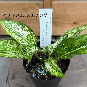 観葉植物:品種選べる アグラオネマ *3号 A...の詳細画像3