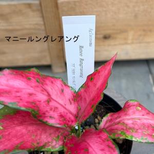 観葉植物:品種選べる アグラオネマ *3号 A...の詳細画像4