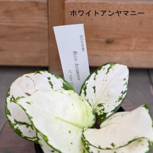 観葉植物:品種選べる アグラオネマ *3号 A...の詳細画像5