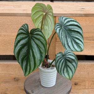観葉植物：フィロデンドロン プロウマニー ウォーターメロン*