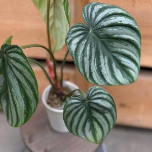 観葉植物:フィロデンドロン プロウマニー ウォ...の詳細画像1