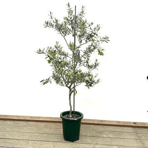 オリーミー シプレッシーノ×ネバディロブランコ 創樹 オリーブの木 楽天市場】観葉植物 おりーぶ SOUJU（創樹）ブランド：オリーブ