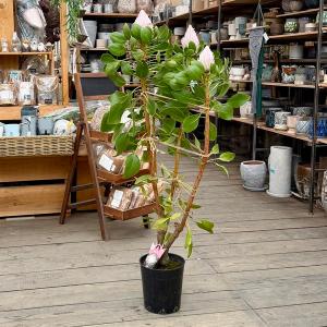 おしゃれ 観葉植物 花苗：プロテア キングピンク*7号 現品をお届け 大型佐川便配送