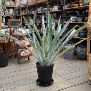 おしゃれ 観葉植物：アナナス アルカンタレア オドラータ*現品をお届け 大型ヤマト便