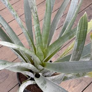 おしゃれ 観葉植物:アナナス アルカンタレア ...の詳細画像2