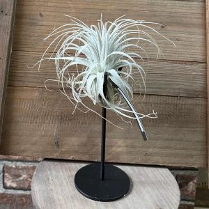おしゃれ 観葉植物 エアープランツ：チランジアチャペウエンシス チュリフォルミス　1番*スタンド付 エアプランツ ティランジア 現品をお届け