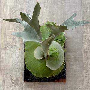観葉植物：ビカクシダ ウィリンキー Spur TC*シュプール willinckii