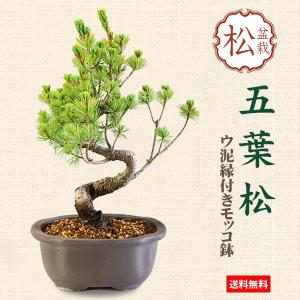 現代小鉢：青香 楕円浅鉢 10.2cm*seika : 遊恵盆栽 Yahoo!店 - 通販