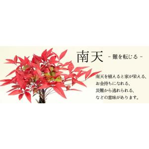 父の日ギフトにも小品盆栽:南天(萬古焼丸鉢)*...の詳細画像1