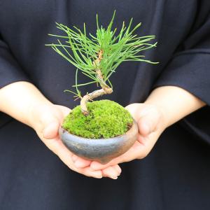 敬老の日 プレゼントにもミニ盆栽:三河黒松(瀬...の詳細画像3