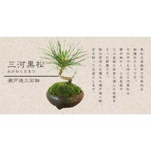 敬老の日 プレゼントにもミニ盆栽:三河黒松(瀬...の詳細画像4