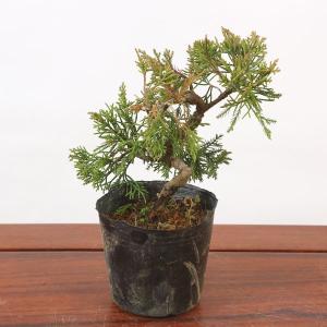 糸魚川　真柏　大品 糸魚川真柏 小品盆栽・糸魚川真柏｜岩崎園芸ネットストア 糸魚川真柏