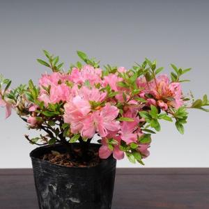 苗：深山霧島つつじ(筑峰)