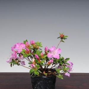 苗：深山霧島つつじ（初冠雪）