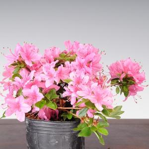 苗：深山霧島つつじ（桃源）