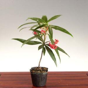 再入荷　お正月飾り：百両(赤)*　ヒャクリョウ