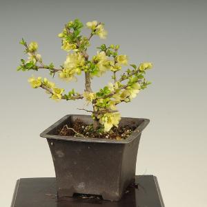 苗：深山霧島つつじ(藤掛)* ミヤマキリシマツツジ : 遊恵盆栽 Yahoo!店