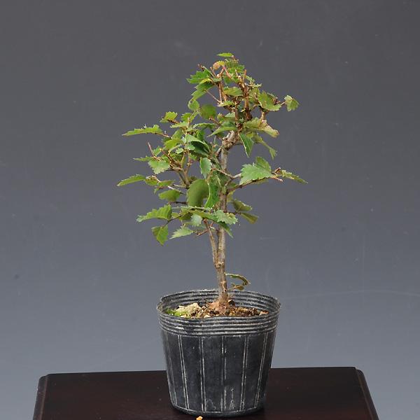 苗：けやき*ケヤキ/欅