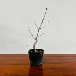 苗：さつき（若恵比寿） : 遊恵盆栽 Yahoo!店 - 通販 - Yahoo!ショッピング