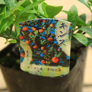 苗:キンズ(金豆)きんず 金豆柑 きんずかんの詳細画像2