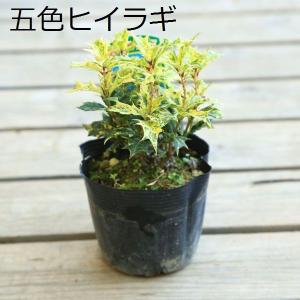 苗:斑入りひいらぎ 五色ひいらぎ*ヒイラギ 柊の詳細画像1