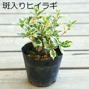 苗:斑入りひいらぎ 五色ひいらぎ*ヒイラギ 柊の詳細画像2