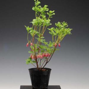 苗：箱根むらさきつりがねつつじ（ハコネムラサキツリガネツツジ）*