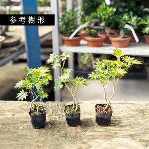 苗ハウチワもみじ*2本入り はうちわかえでハウ...の詳細画像1