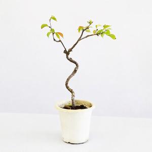 盆栽 特選：皐月(日光)現品*さつき サツキ Rhododendron indicum