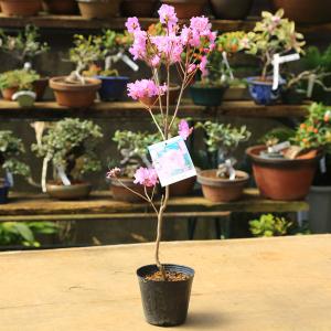 庭木苗・植木:八重咲玄海つつじ(光源氏) ツツジの商品画像