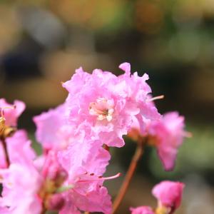庭木苗・植木:八重咲玄海つつじ(光源氏) ツツジの詳細画像1