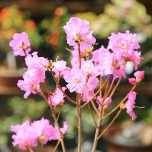 庭木苗・植木:八重咲玄海つつじ(光源氏) ツツジの詳細画像2