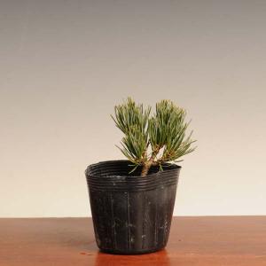 苗：宮島五葉松（ミニ）*　ミヤジマゴヨウマツ