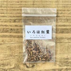 イロハモミジの種　約50g 盆栽種子 イロハモミジの種子 50粒・いろは紅葉 種子・Acer palmatum