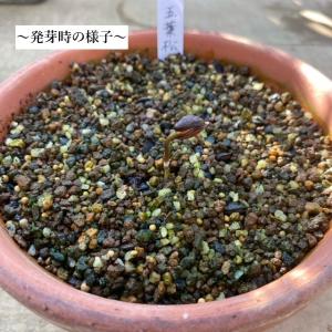 遊恵盆栽:種子 五葉松*ごようまつ ゴヨウマツの詳細画像1