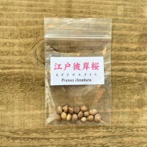 イロハモミジの種　約50g 盆栽種子 イロハモミジの種子 50粒・いろは紅葉 種子・Acer palmatum