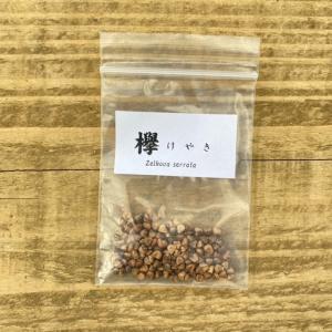 遊恵盆栽：種子　欅*けやき　ケヤキ