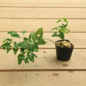 ウマノスズクサ ジャコウアゲハの商品一覧 通販 Yahoo ショッピング