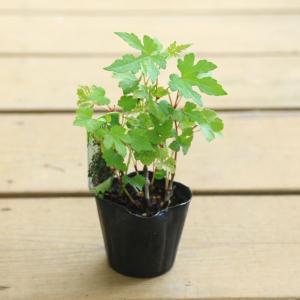 美芸　六角　盆栽鉢 盆栽小鉢：美芸（常滑）六角鬼面足面付鉢 21.5cm | すべての商品