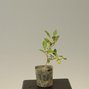 苗：ろうや柿　都紅（みやこべに）