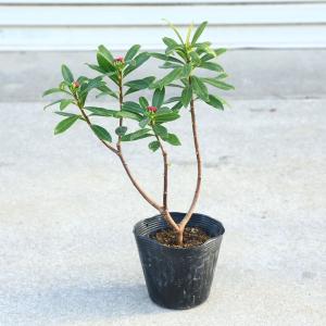 庭木苗：沈丁花（赤花）*