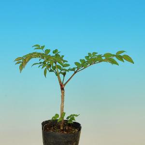 苗：タラノキ｜y-bonsai