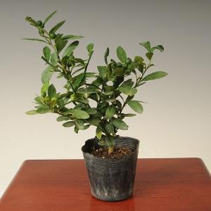 苗：キンズ（金豆）*きんず　金豆柑　きんずかん