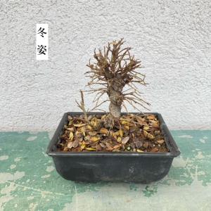 苗:にれけやき(中)*ニレケヤキ/楡欅の詳細画像2
